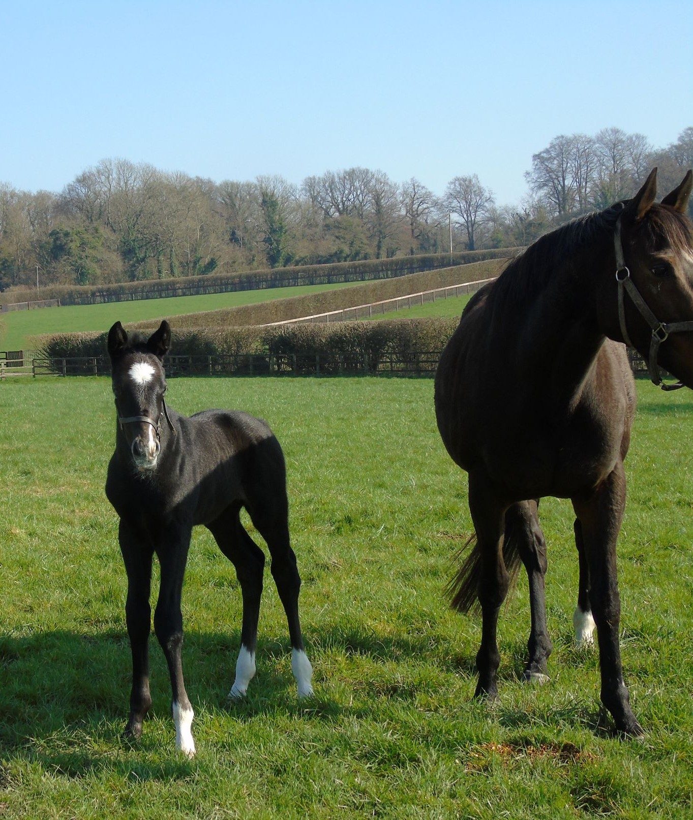 2026 colt by Vandeek